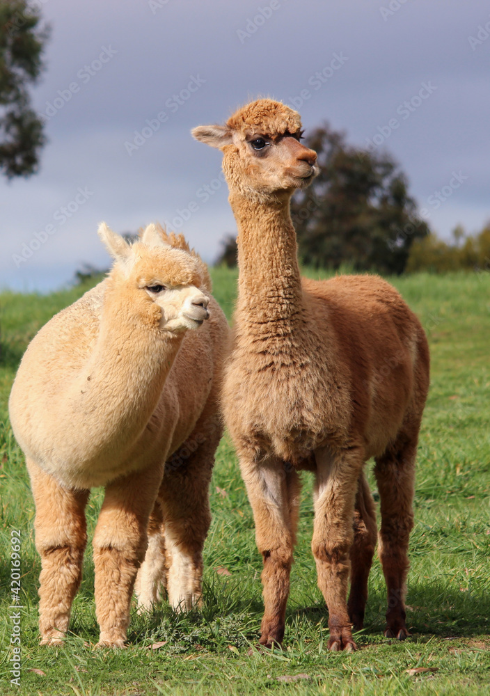 Fototapeta premium Farmyard alpacas