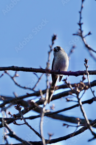 long tailed tit on the branch