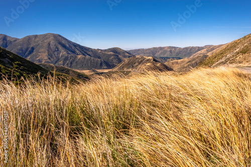 Alpine grassland with mountains in the background. West Coast, New Zealand.