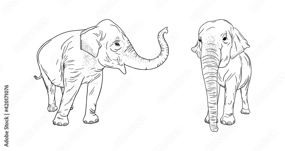 Wild elephants isolated on white background. Realistic illustration of Asian elephants. Engraved vector illustration
