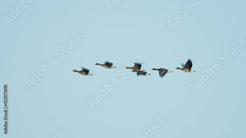 マガン飛翔(Greater white-fronted goose) photo