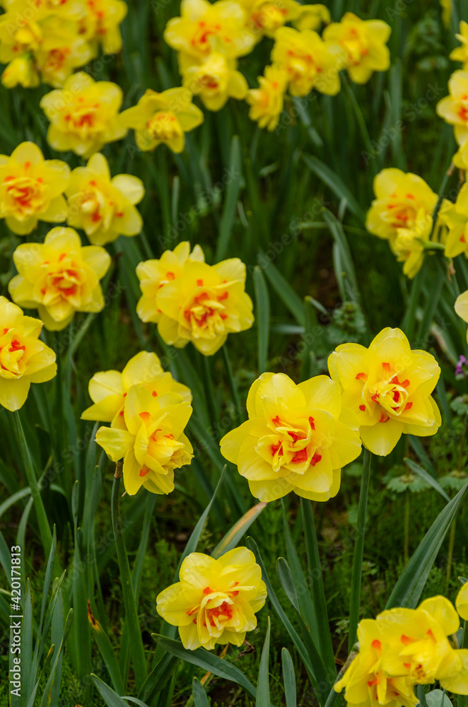 A large field of narcissus. Spring white and yellow flowers. A large field of narcissus. Spring white and yellow flowers.