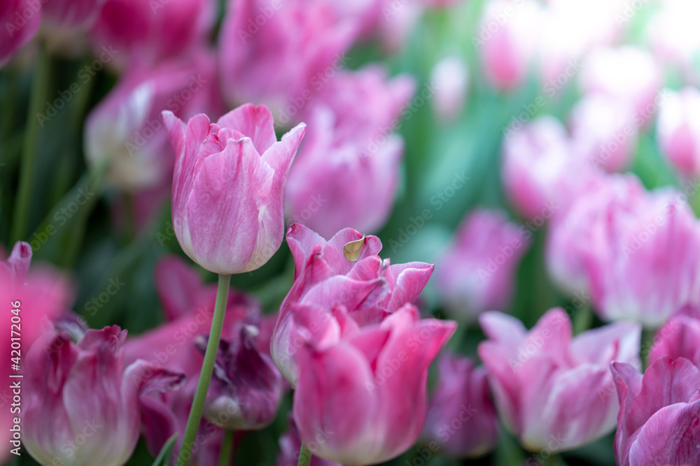 Beautiful bouquet of tulips. colorful tulips. nature background Beautiful bouquet of tulips. colorful tulips. nature background