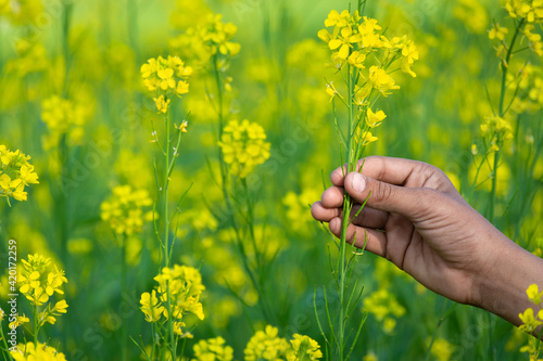 Canvas-taulu Hand holding mustard flowers in agriculture field