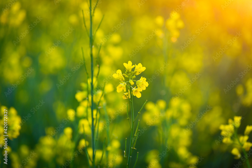 Mustard yellow flowers blooming in agriculture field at sunset Mustard yellow flowers blooming in agriculture field at sunset
