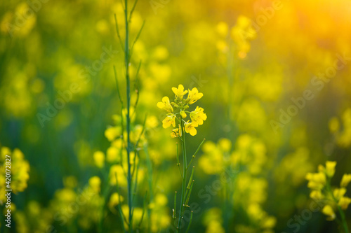Mustard yellow flowers blooming in agriculture field at sunset