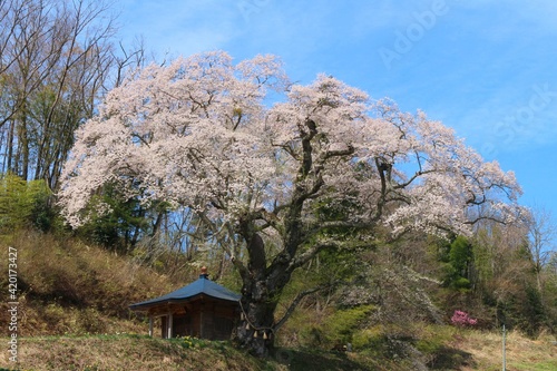 筆甫のウバヒガン桜（親王桜）、宮城県丸森町