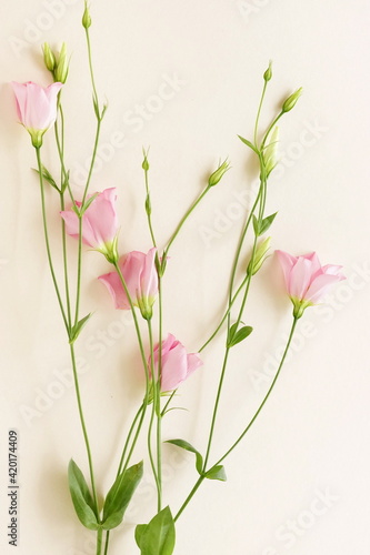 Fototapeta Naklejka Na Ścianę i Meble -  Pink flowers frame on beige background.Copy space. floral card