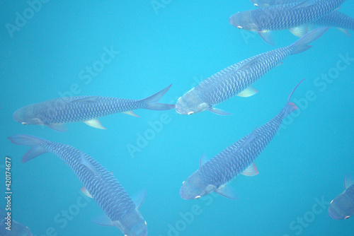 Shoal of fish in seawater, many sea fishes top view, fry in the sea, sea fishes on the surface of the sea water aquamarine azure reflection turquoise blue abstract background