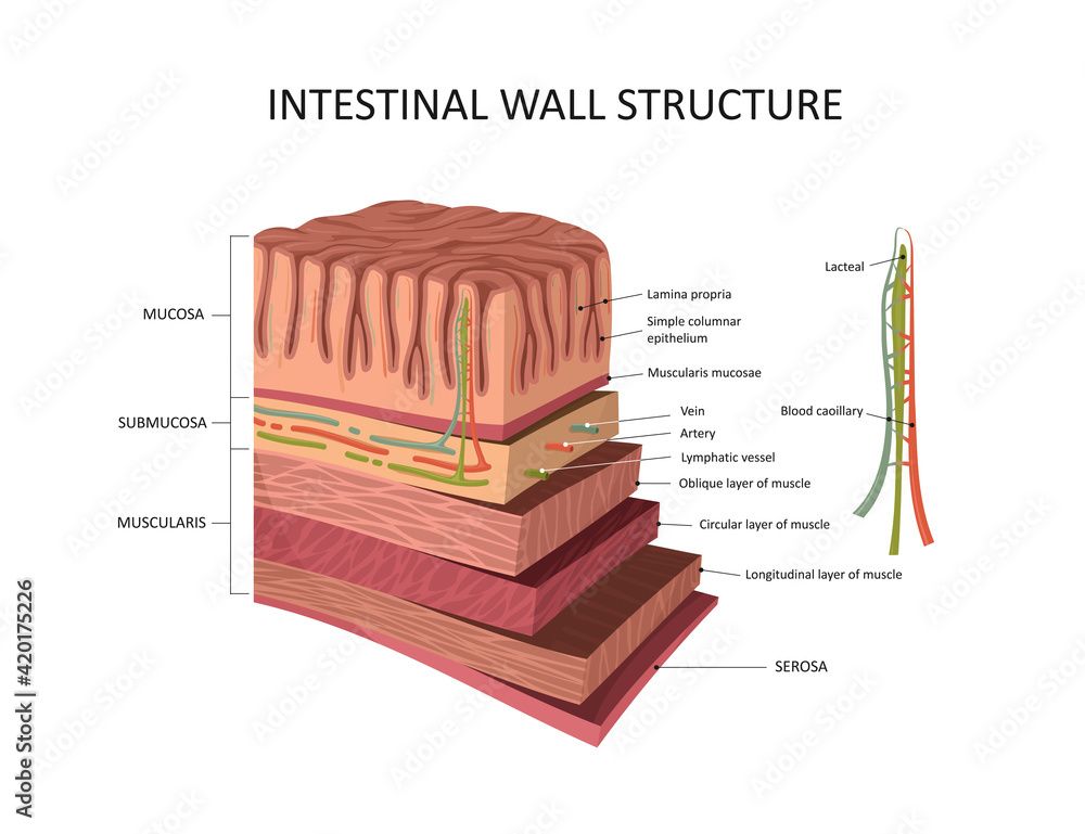 Colon Wall Anatomy