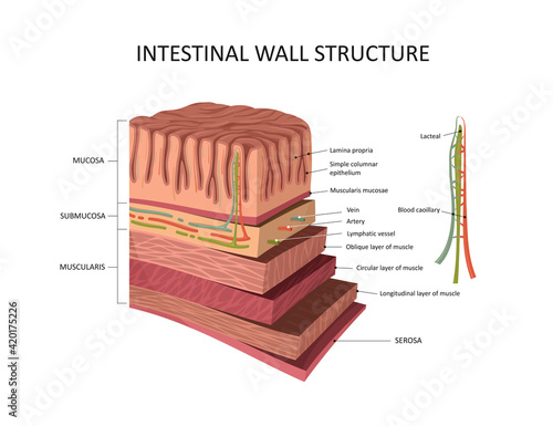 Intestinal wall structure. Stomach wall layers detailed anatomy