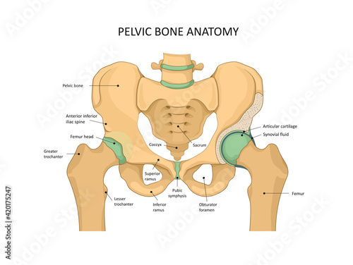Pelvis Bone anatomy. Sacrum, Ischium, pubis and ilium. Human skeleton, medicine.