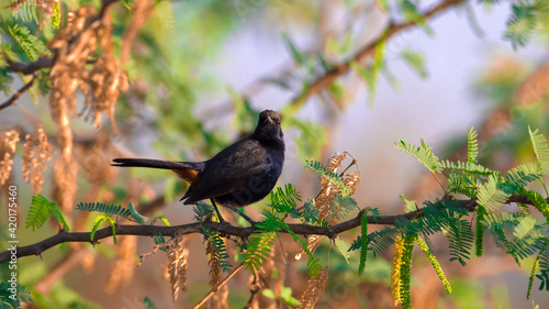winged blackbird