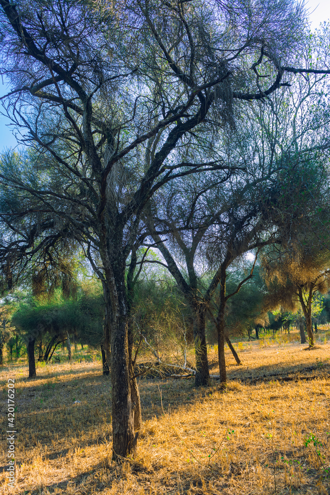 plantación de arboles de caranda, litoral argentino plantación de arboles de caranda, litoral argentino