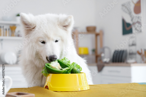 Cute Samoyed dog eating veg...