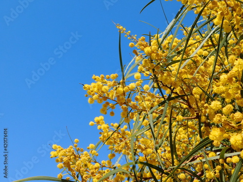 Canvastavla Blooming, blue leafed, or golden wreath wattle, or Acacia cyanophylla tree branc