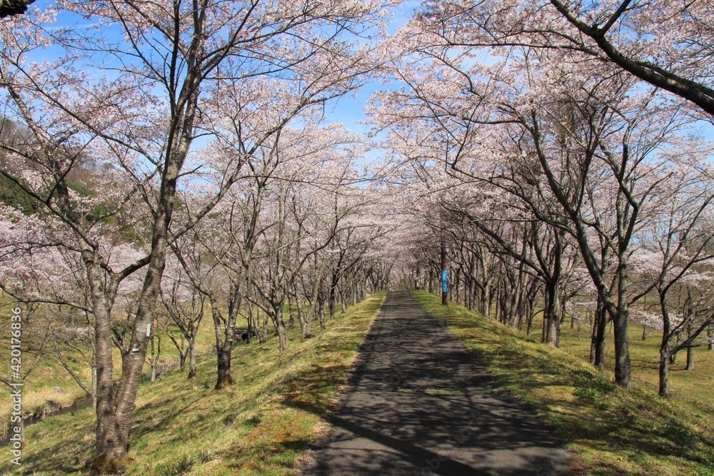 七ヶ宿ダム自然休養公園・七ヶ宿湖の桜　（宮城県七ヶ宿町）