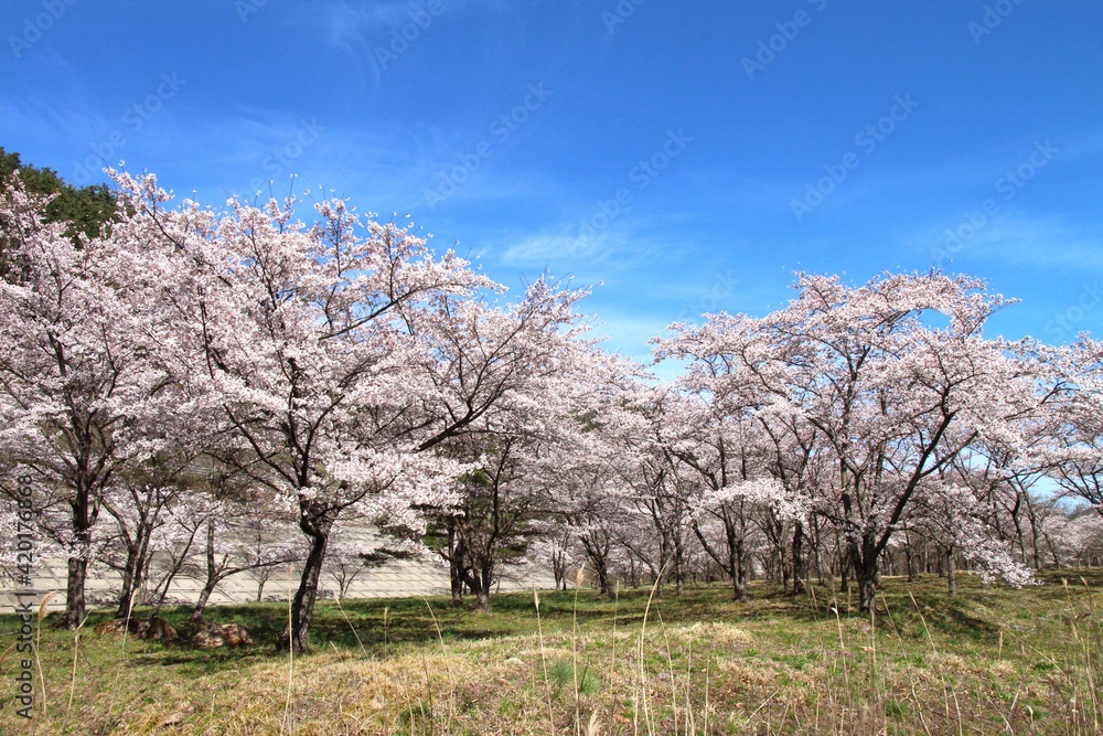 七ヶ宿ダム自然休養公園・七ヶ宿湖の桜 (宮城県七ヶ宿町) 七ヶ宿ダム自然休養公園・七ヶ宿湖の桜 (宮城県七ヶ宿町)
