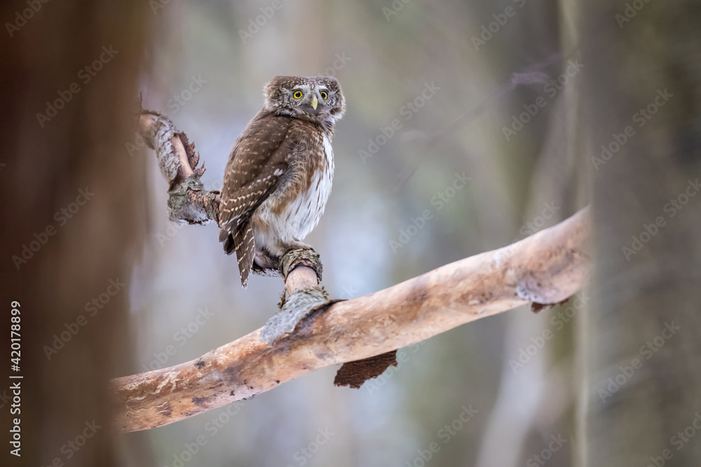 custom made wallpaper toronto digitalPygmy Owl (Glaucidium passerinum) perched on a tree branch in a forest wildlife background.