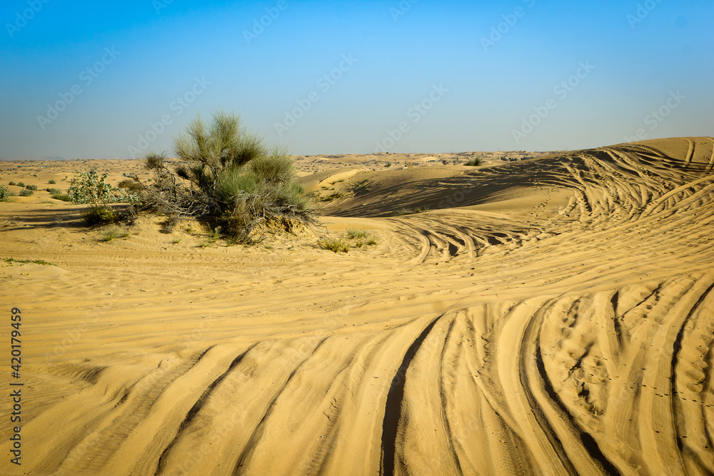 Naklejka premium a lone living tree on a dune in the desert