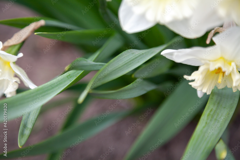 Beautiful flowers of daffodil over green stalk Beautiful flowers of daffodil over green stalk