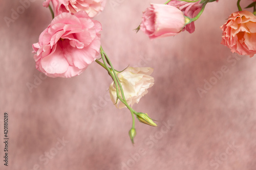 Pink and cream eustoma flowers on delicate pink background