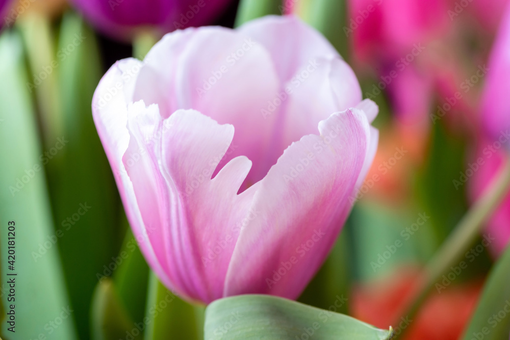 Blooming pink tulip close-up on a blurred background. 