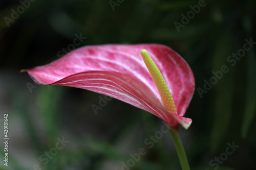Wallpaper Mural Anthurium Livium. Red and white anthurium flower. beautiful anthurium close-up. Anthurium pink colors with stripes Torontodigital.ca
