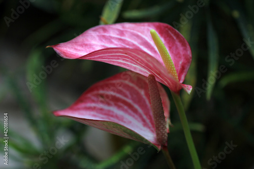 Anthurium Livium. Red and white anthurium flower. beautiful anthurium close-up. Anthurium pink colors with stripes