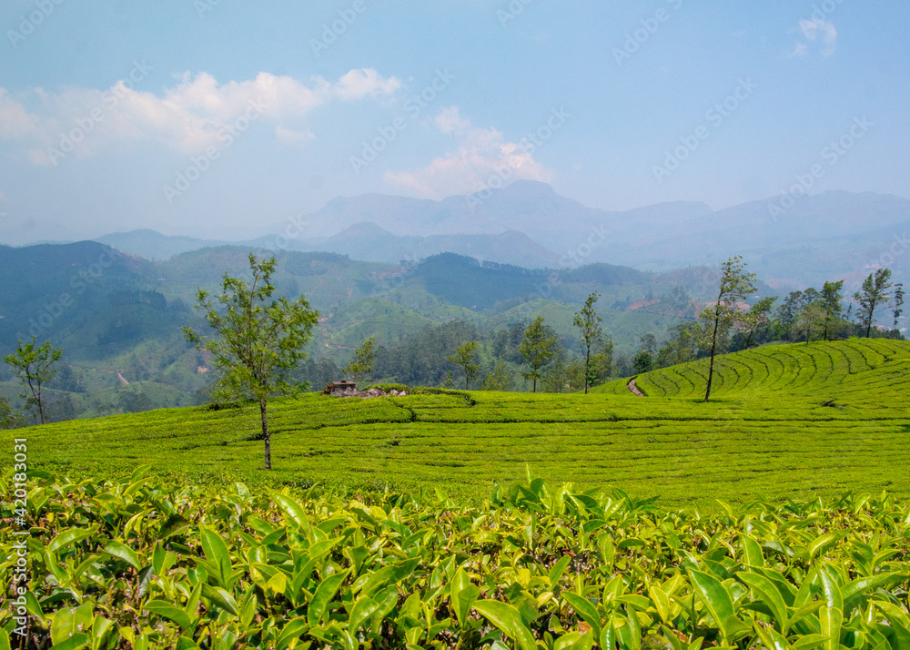 Green Tea Plantation India Paradise Green Tea Plantation India Paradise
