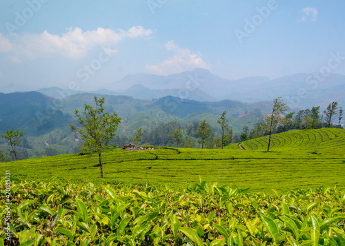 Green Tea Plantation India Paradise