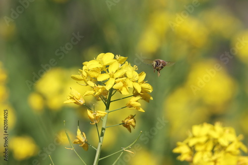蜜蜂と菜の花