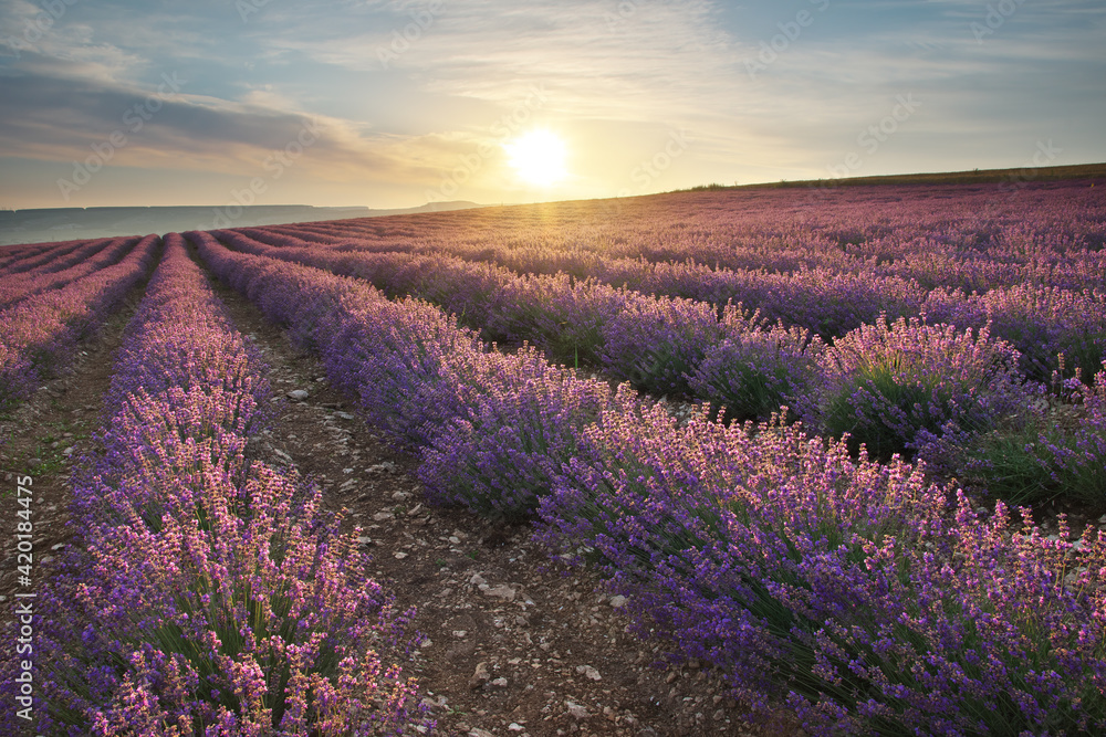 Meadow of lavender at sunrise.