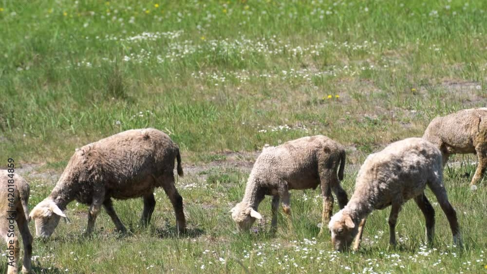 Flock of Staring Sheep, Group of sheep grazing in paddock at farm, flock with sheep grazing in a meadow Flock of Staring Sheep, Group of sheep grazing in paddock at farm, flock with sheep grazing in a meadow