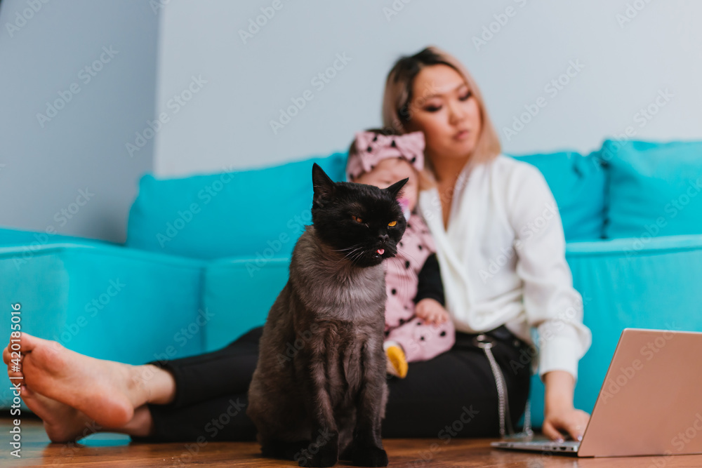 A dark British cat with big yellow eyes sits on the floor. Blurred background