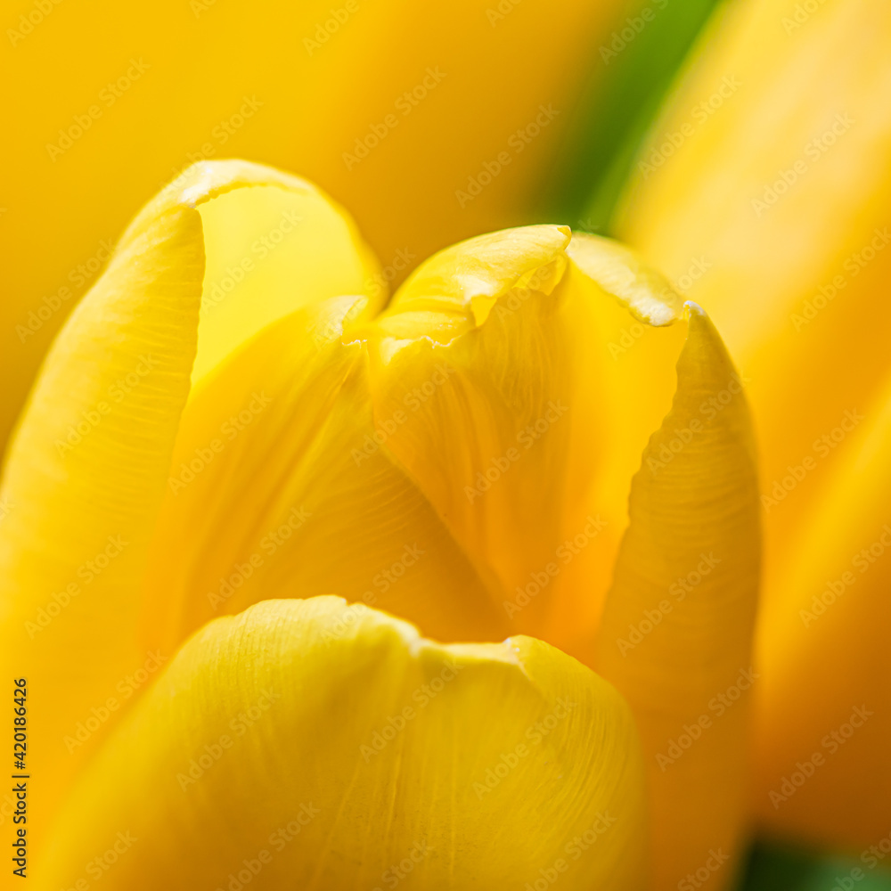 Abstract floral background, yellow tulip flower. Macro flowers backdrop for holiday brand design. Botanical concept Abstract floral background, yellow tulip flower. Macro flowers backdrop for holiday brand design. Botanical concept