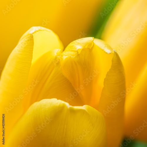 Abstract floral background  yellow tulip flower. Macro flowers backdrop for holiday brand design. Botanical concept