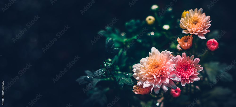 Colorful Marigold flowers close-up photograph. morning sunlight hitting the flowers and glows brightly. misty and gloomy atmosphere.