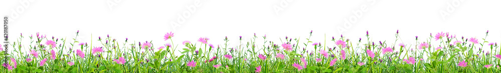 green grass and pink spring flowers isolated on white background green grass and pink spring flowers isolated on white background