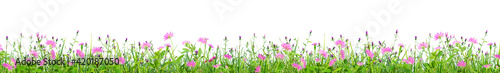 green grass and pink spring flowers isolated on white background