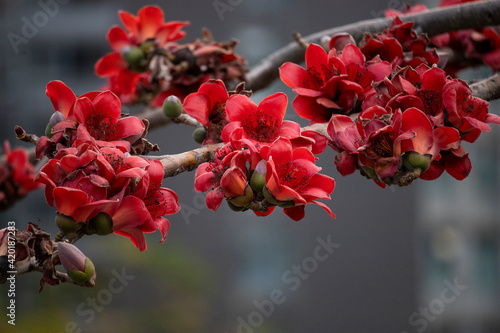 2021 Mar 14,Hong Kong.Flowers of Bombax Ceiba or silk cotton tree in park . photo