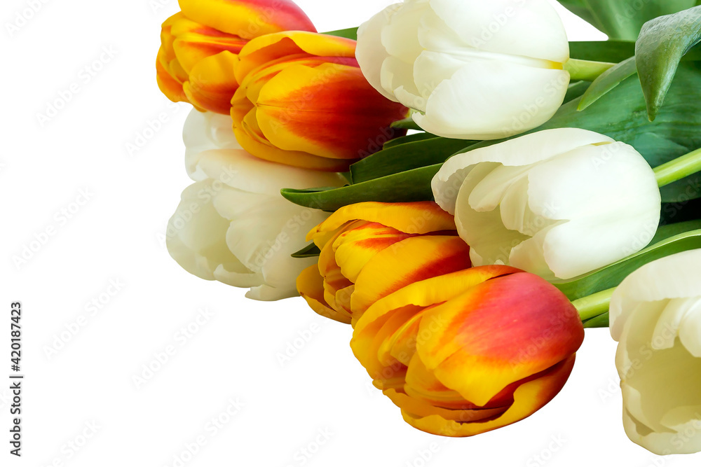 Bouquet of fresh multicolored tulips on an isolated white background. 