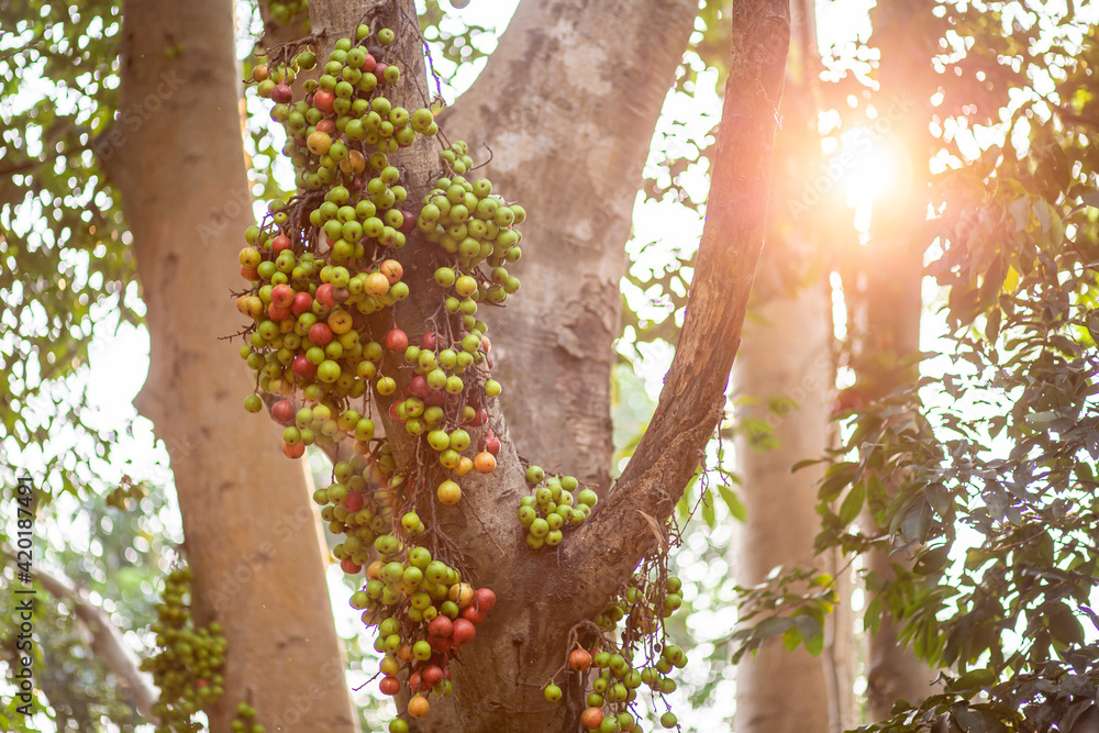 Fig trees produce a lot of fruit. Fig trees produce a lot of fruit.