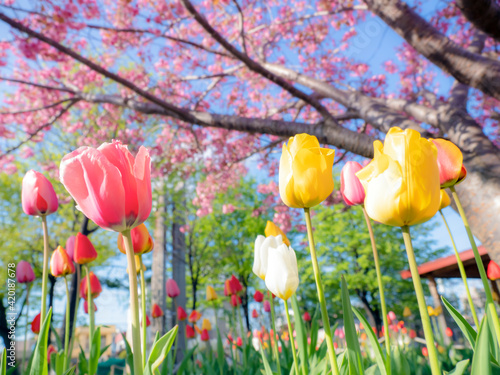 カラフルなチューリップの花と八重桜