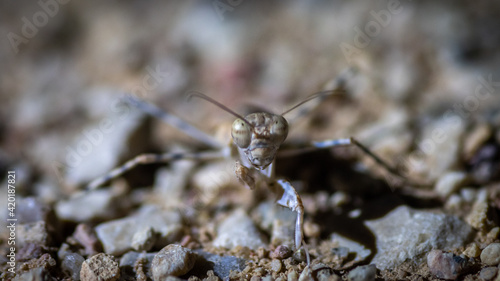 Isolated close up macro of a desert praying mantis- Southern Israel © Oren