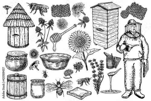 Honey, apiary sketch set. Honey production. Bees, beekeeper, honey plants, honeycomb.