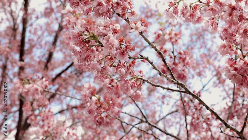 Pink sakura flower, Cherry blossom, swaying in the wind
Pink sakura flower, Cherry blossom, swaying in the wind