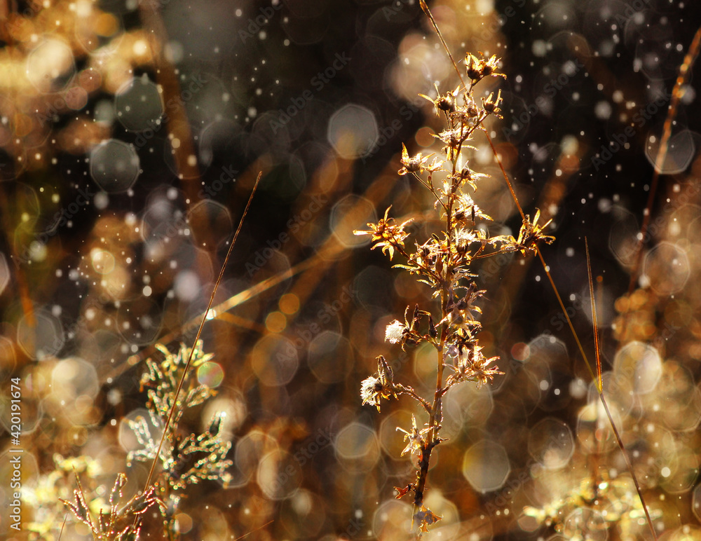 roślina uschnięta w zbliżeniu z bokeh roślina uschnięta w zbliżeniu z bokeh