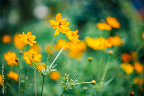 Yellow, orange cosmos flowers on garden, soft focus, blurred