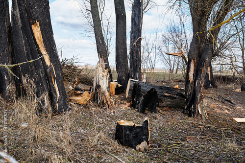 Burnt forest, forest after a fire, black trunks of dead trees photo